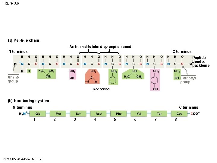 Figure 3. 6 (a) Peptide chain Amino acids joined by peptide bond N-terminus C-terminus