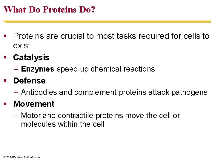 What Do Proteins Do? Proteins are crucial to most tasks required for cells to