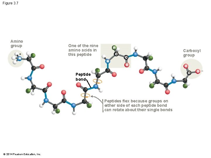 Figure 3. 7 Amino group One of the nine amino acids in this peptide