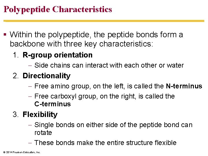 Polypeptide Characteristics Within the polypeptide, the peptide bonds form a backbone with three key