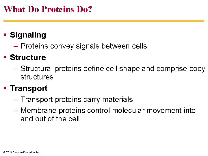 What Do Proteins Do? Signaling – Proteins convey signals between cells Structure – Structural