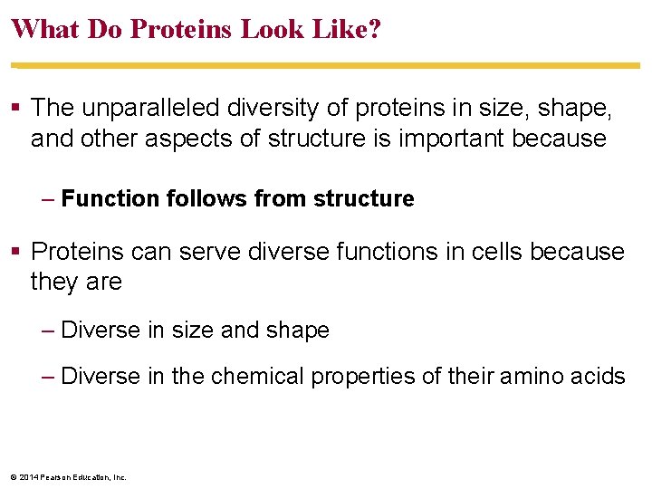 What Do Proteins Look Like? The unparalleled diversity of proteins in size, shape, and