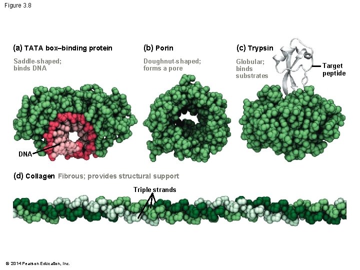 Figure 3. 8 (a) TATA box–binding protein (b) Porin (c) Trypsin Saddle-shaped; binds DNA
