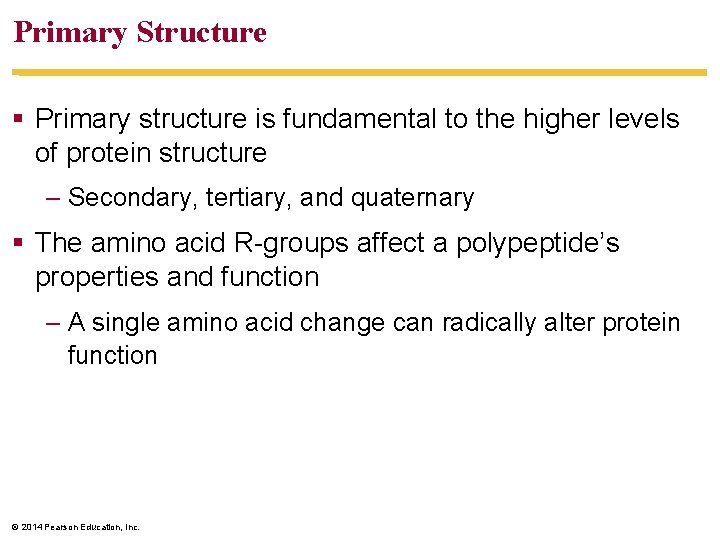 Primary Structure Primary structure is fundamental to the higher levels of protein structure –