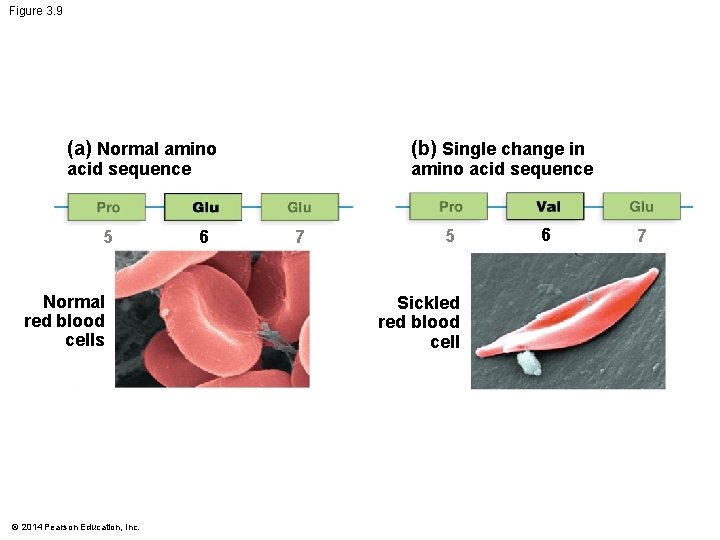 Figure 3. 9 (b) Single change in (a) Normal amino acid sequence 5 Normal