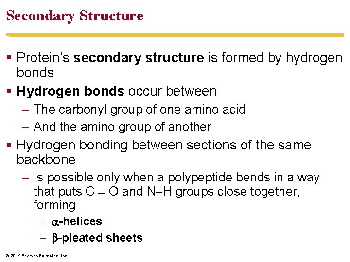Secondary Structure Protein’s secondary structure is formed by hydrogen bonds Hydrogen bonds occur between