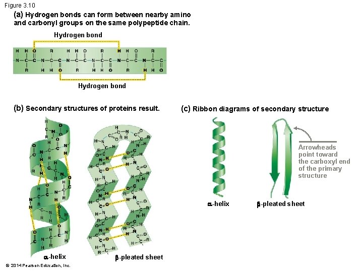 Figure 3. 10 (a) Hydrogen bonds can form between nearby amino and carbonyl groups