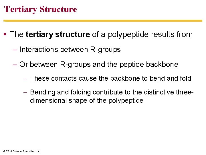 Tertiary Structure The tertiary structure of a polypeptide results from – Interactions between R-groups