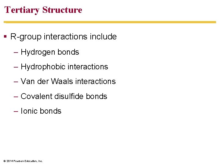 Tertiary Structure R-group interactions include – Hydrogen bonds – Hydrophobic interactions – Van der