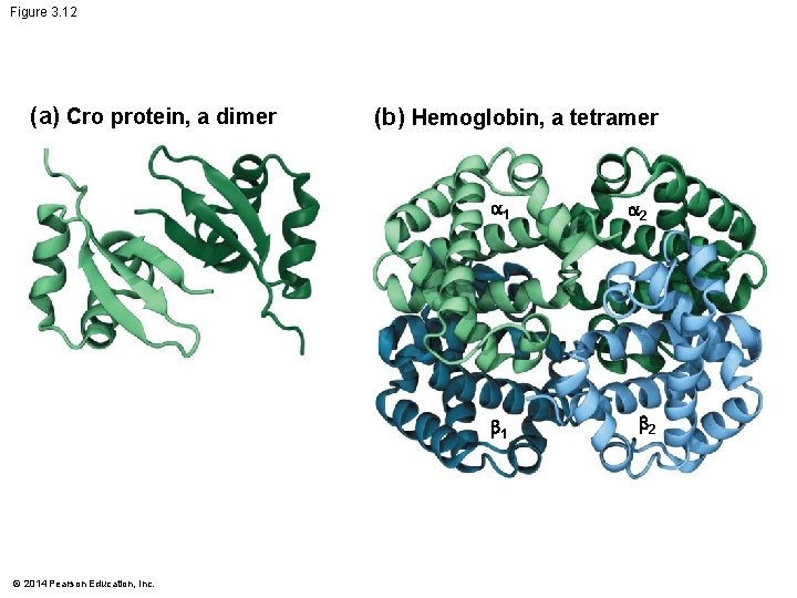 Figure 3. 12 (a) Cro protein, a dimer (b) Hemoglobin, a tetramer 1 1