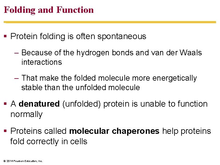 Folding and Function Protein folding is often spontaneous – Because of the hydrogen bonds