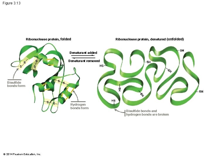 Figure 3. 13 Ribonuclease protein, folded Ribonuclease protein, denatured (unfolded) Denaturant added Denaturant removed