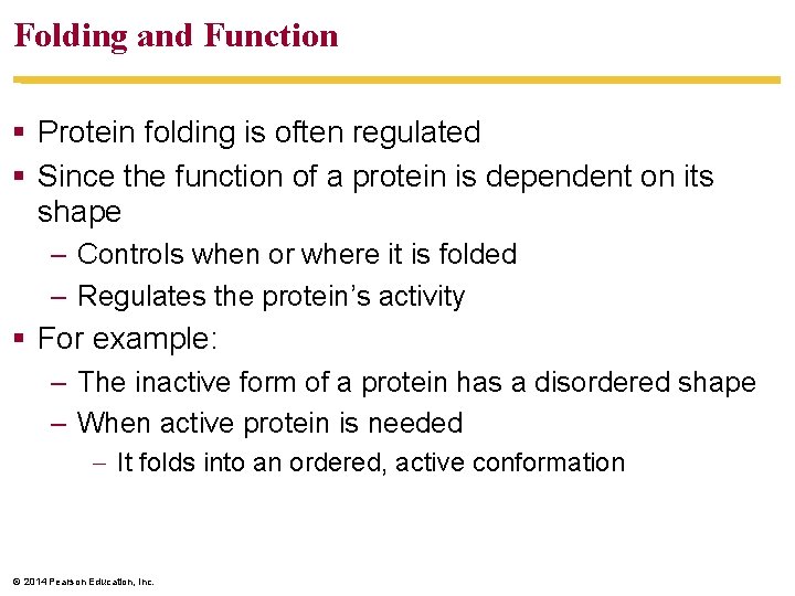 Folding and Function Protein folding is often regulated Since the function of a protein