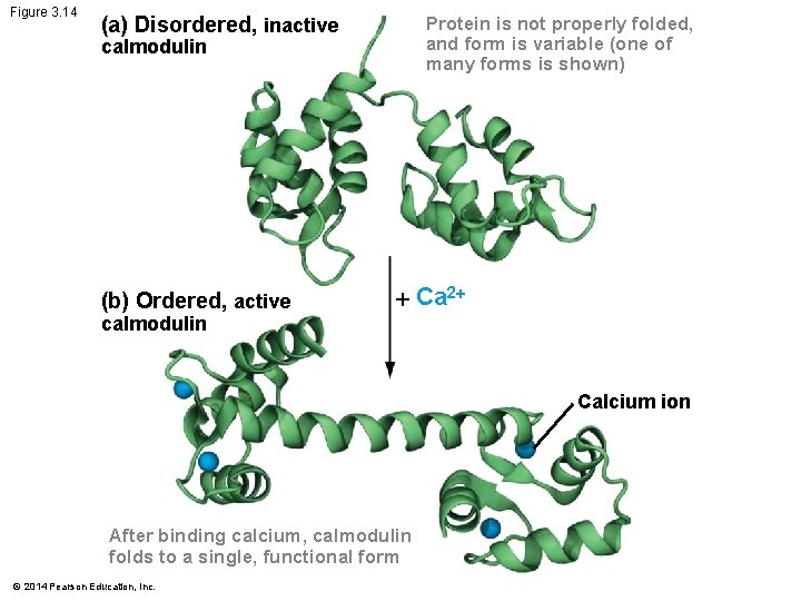 Figure 3. 14 (a) Disordered, inactive Protein is not properly folded, and form is
