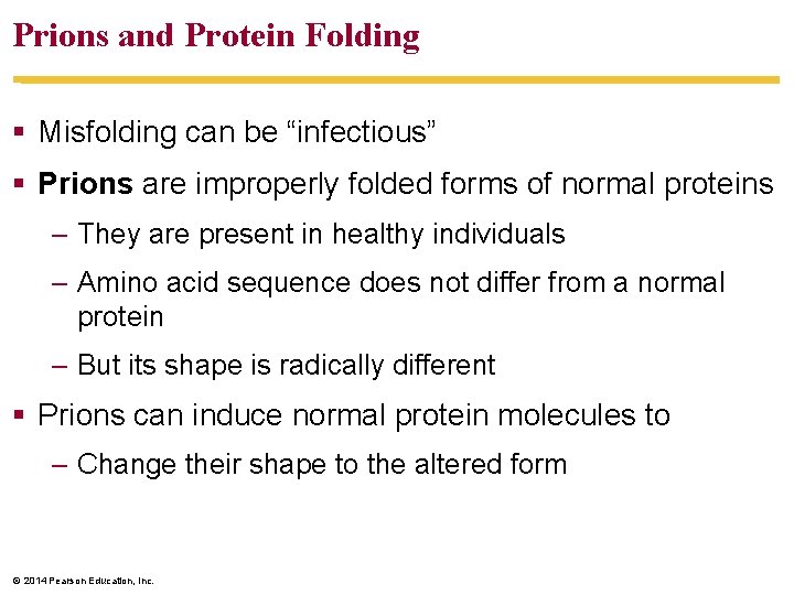 Prions and Protein Folding Misfolding can be “infectious” Prions are improperly folded forms of