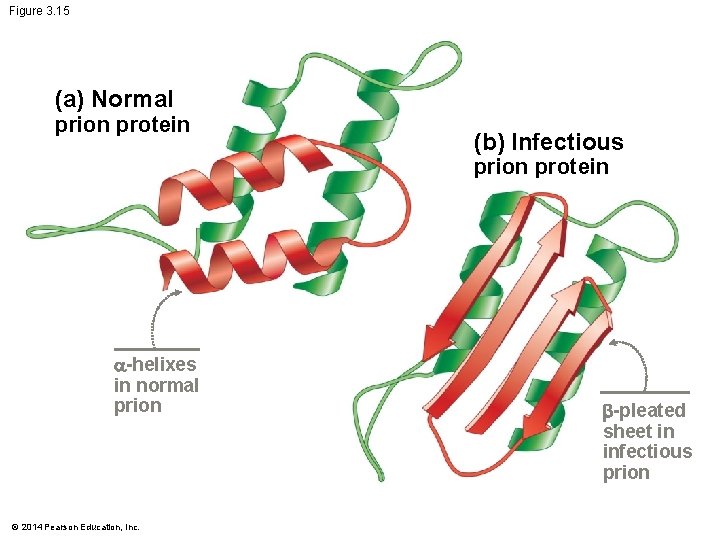 Figure 3. 15 (a) Normal prion protein (b) Infectious prion protein -helixes in normal
