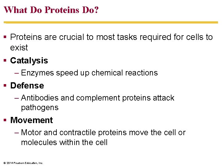 What Do Proteins Do? Proteins are crucial to most tasks required for cells to