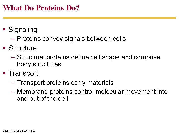 What Do Proteins Do? Signaling – Proteins convey signals between cells Structure – Structural