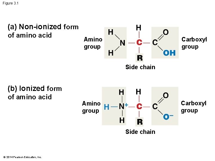 Figure 3. 1 (a) Non-ionized form of amino acid Amino group Carboxyl group Side