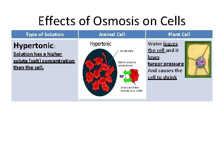 Effects of Osmosis on Cells Type of Solution Hypertonic: Solution has a higher solute