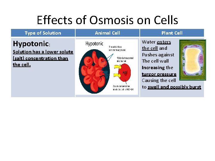 Effects of Osmosis on Cells Type of Solution Hypotonic: Solution has a lower solute