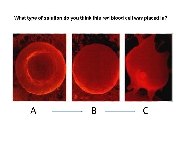 What type of solution do you think this red blood cell was placed in?