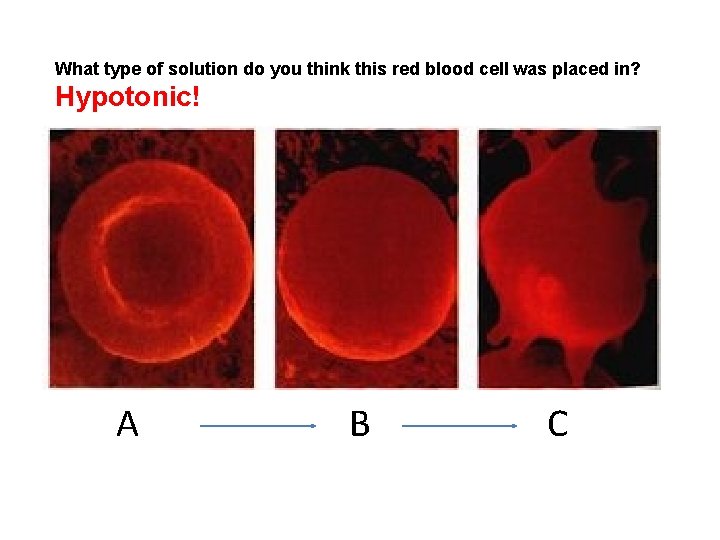 What type of solution do you think this red blood cell was placed in?