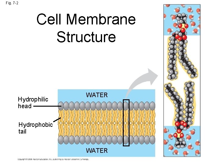 Fig. 7 -2 Cell Membrane Structure Hydrophilic head WATER Hydrophobic tail WATER 