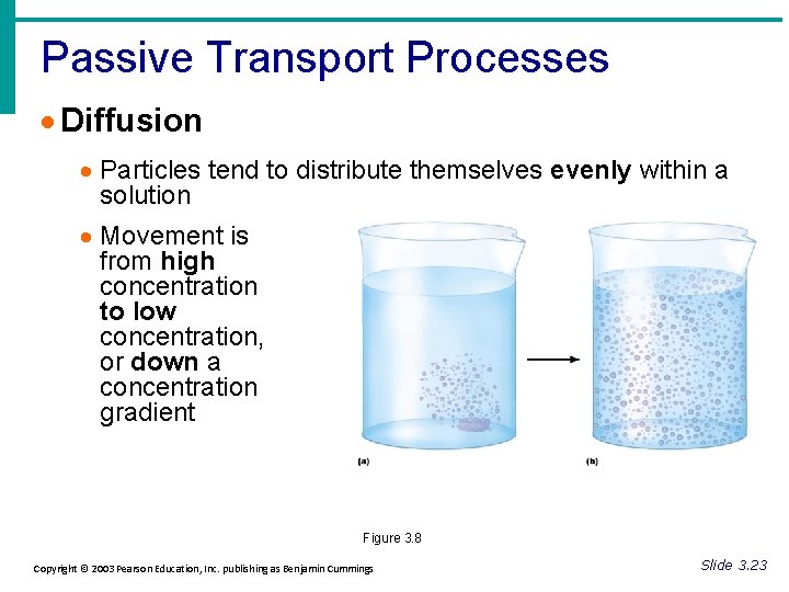 Passive Transport Processes · Diffusion · Particles tend to distribute themselves evenly within a