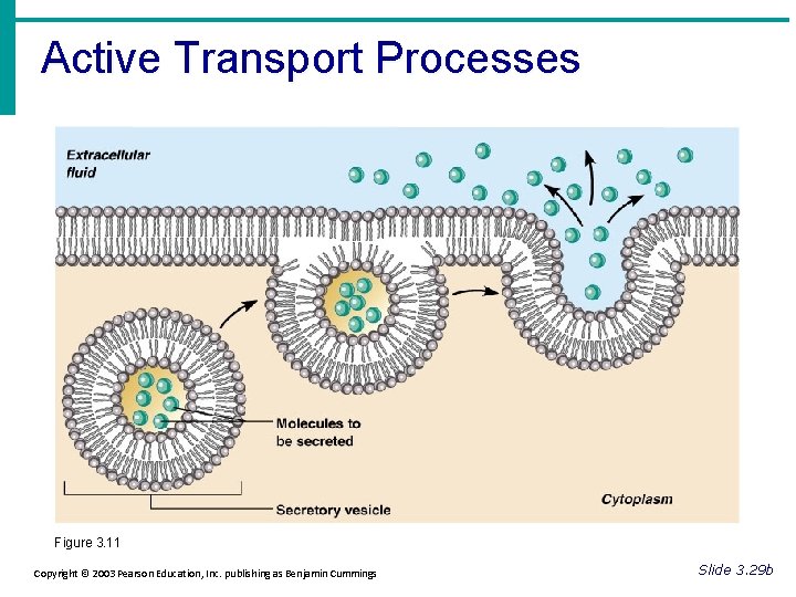 Active Transport Processes Figure 3. 11 Copyright © 2003 Pearson Education, Inc. publishing as