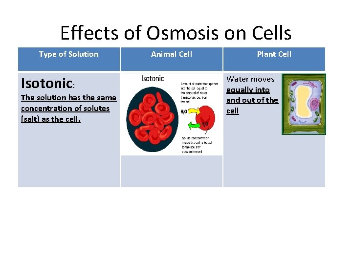 Effects of Osmosis on Cells Type of Solution Isotonic: The solution has the same