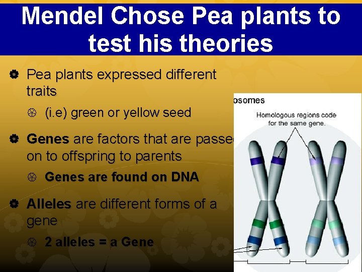 Mendel Chose Pea plants to test his theories Pea plants expressed different traits (i.