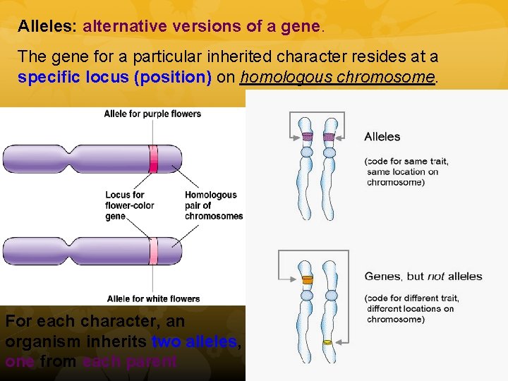 Alleles: alternative versions of a gene. The gene for a particular inherited character resides