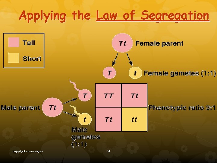 Applying the Law of Segregation copyright cmassengale 14 