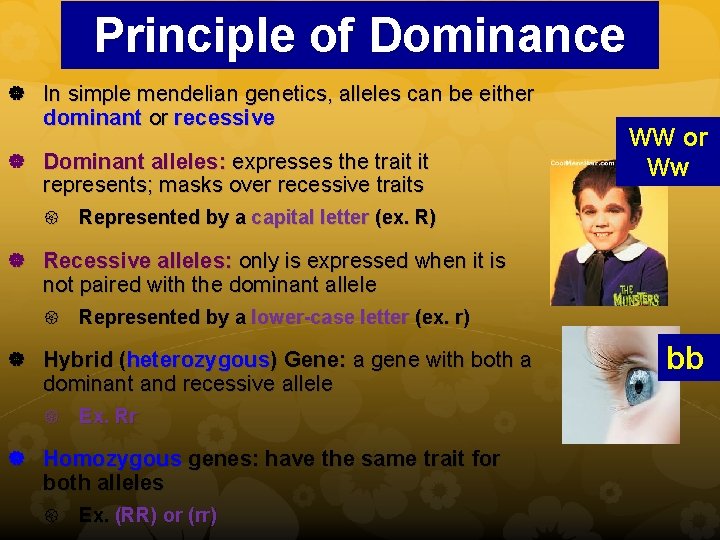 Principle of Dominance In simple mendelian genetics, alleles can be either dominant or recessive