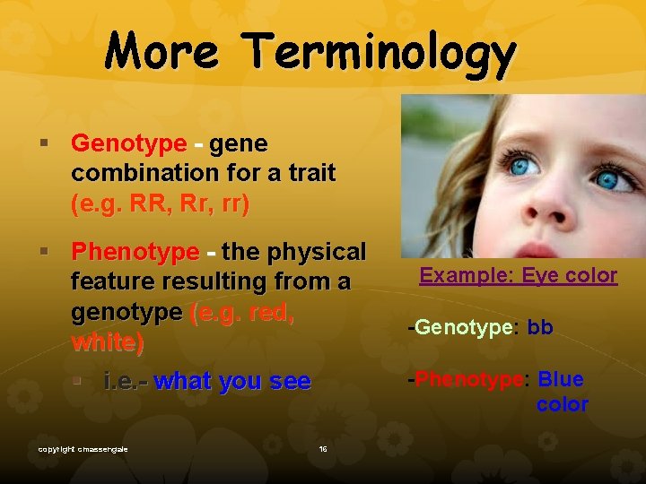 More Terminology § Genotype - gene combination for a trait (e. g. RR, Rr,