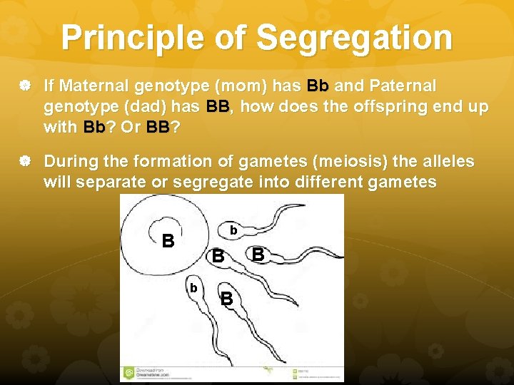 Principle of Segregation If Maternal genotype (mom) has Bb and Paternal genotype (dad) has