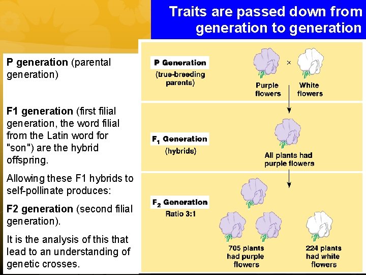 Traits are passed down from generation to generation P generation (parental generation) F 1