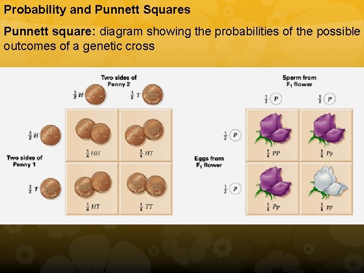Probability and Punnett Squares Punnett square: diagram showing the probabilities of the possible outcomes