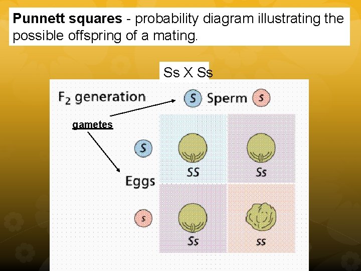 Punnett squares - probability diagram illustrating the possible offspring of a mating. Ss X