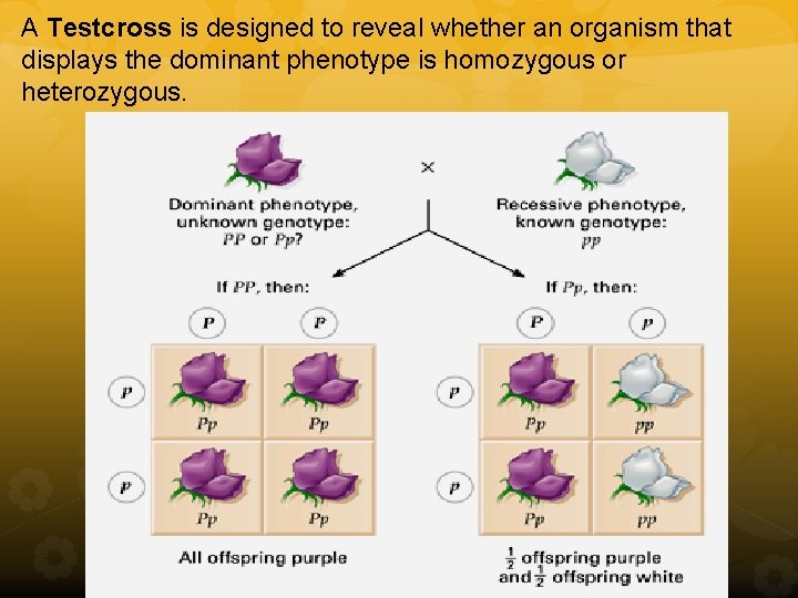 A Testcross is designed to reveal whether an organism that displays the dominant phenotype