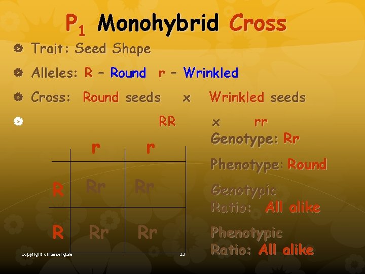 P 1 Monohybrid Cross Trait: Seed Shape Alleles: R – Round r – Wrinkled
