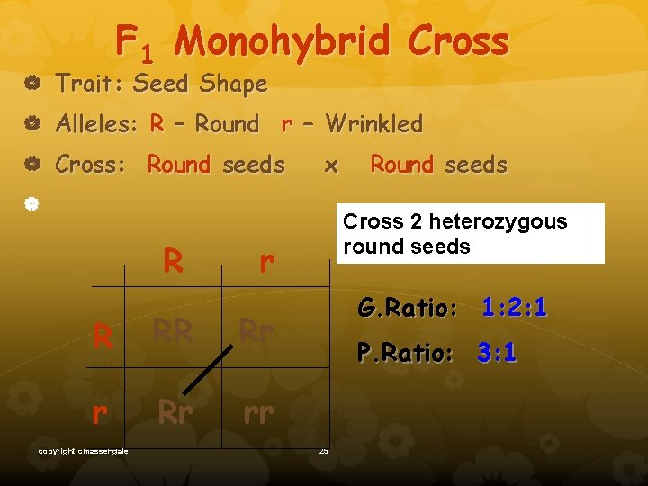 F 1 Monohybrid Cross Trait: Seed Shape Alleles: R – Round r – Wrinkled