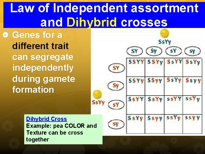 Law of Independent assortment and Dihybrid crosses Genes for a different trait can segregate