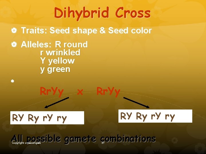 Dihybrid Cross Traits: Seed shape & Seed color Alleles: R round r wrinkled Y