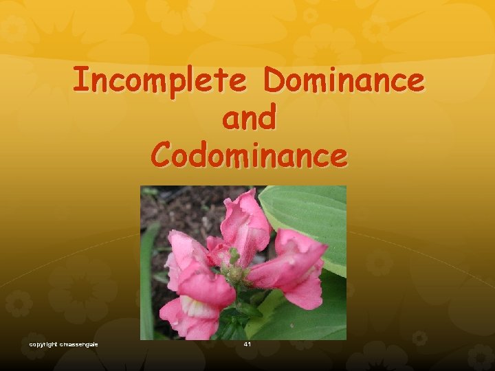 Incomplete Dominance and Codominance copyright cmassengale 41 