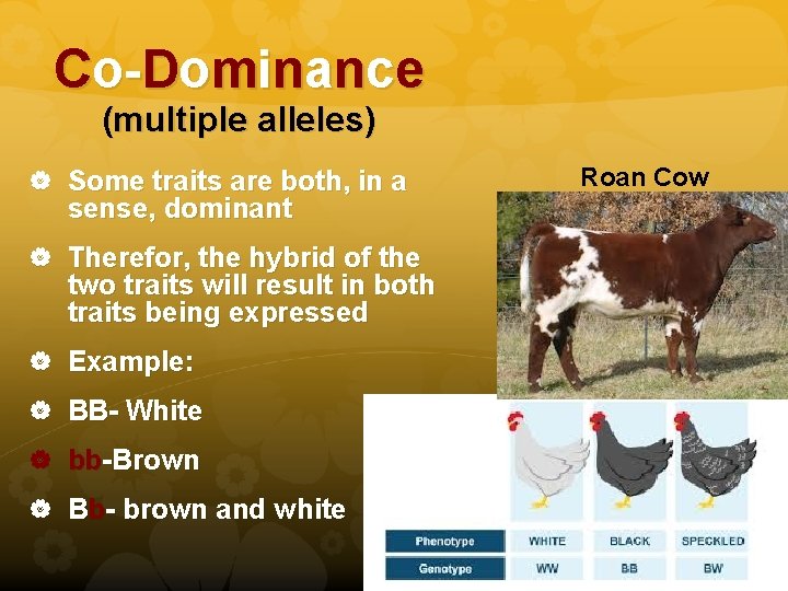 Co-Dominance (multiple alleles) Some traits are both, in a sense, dominant Therefor, the hybrid