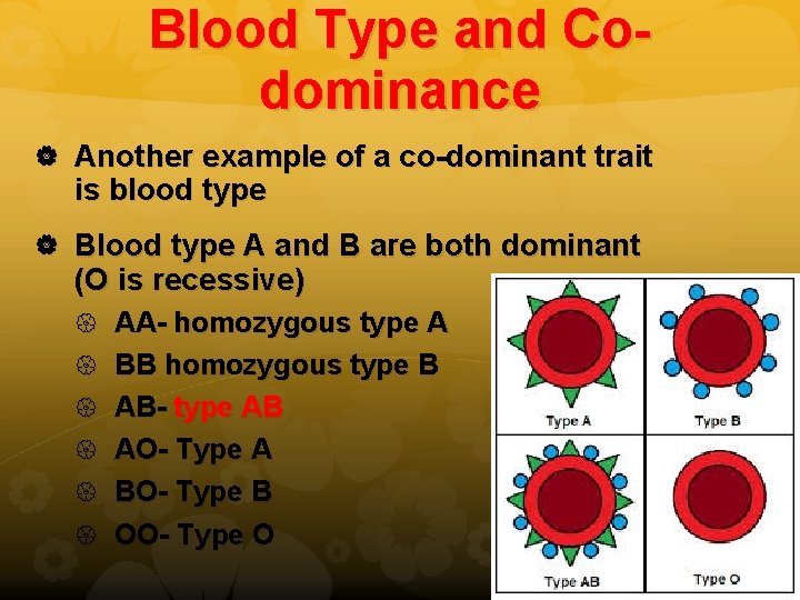 Blood Type and Codominance Another example of a co-dominant trait is blood type Blood