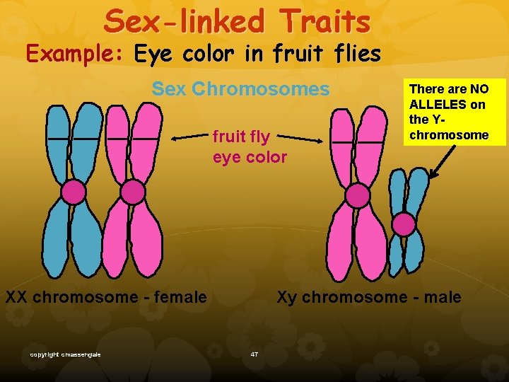 Sex-linked Traits Example: Eye color in fruit flies Sex Chromosomes fruit fly eye color