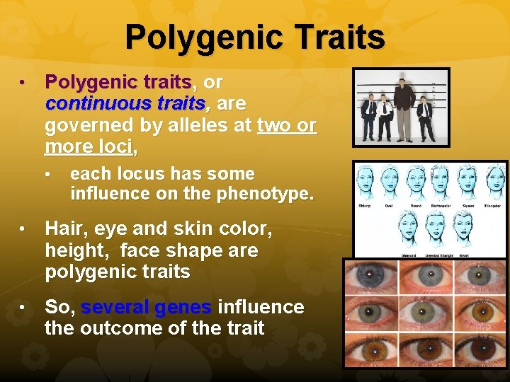 Polygenic Traits • Polygenic traits, or continuous traits, are governed by alleles at two